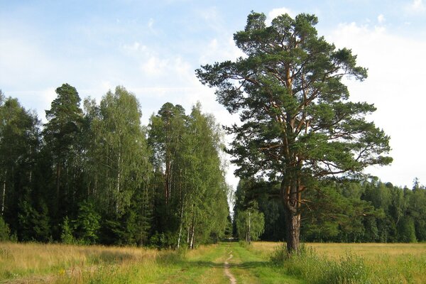 Der Sommerweg führt in den Wald