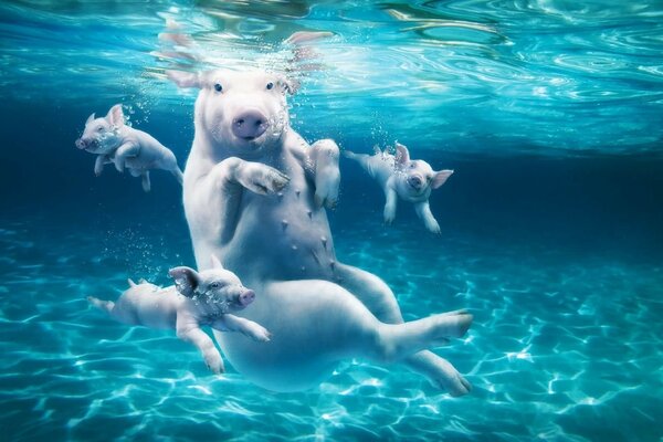 Sama świnka i jej troje dzieci pod wodą
