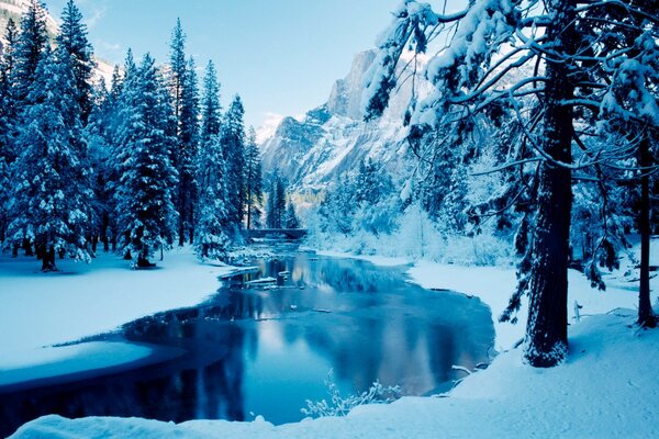 Rivière de montagne dans la glace parmi les arbres