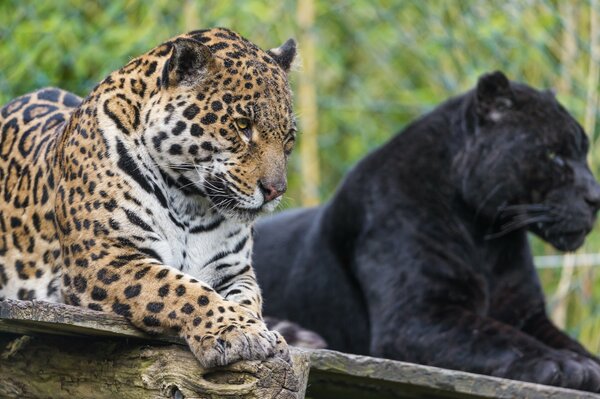 Gato montés. Pantera y Jaguar