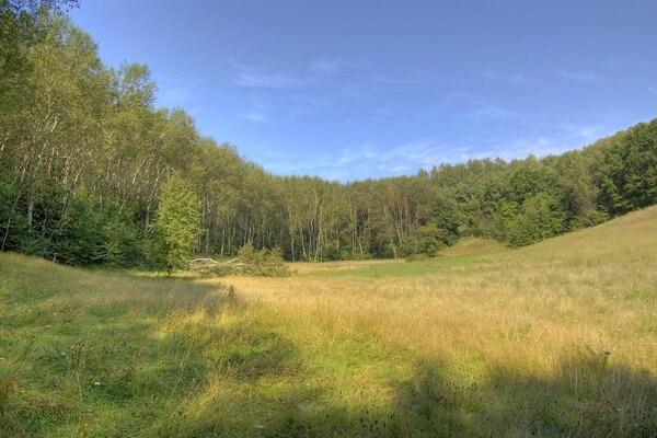 Eine Lichtung im Wald unter den Birken