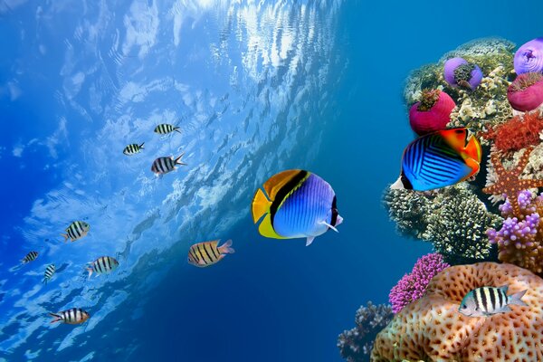 An underwater world dotted with corals and fish