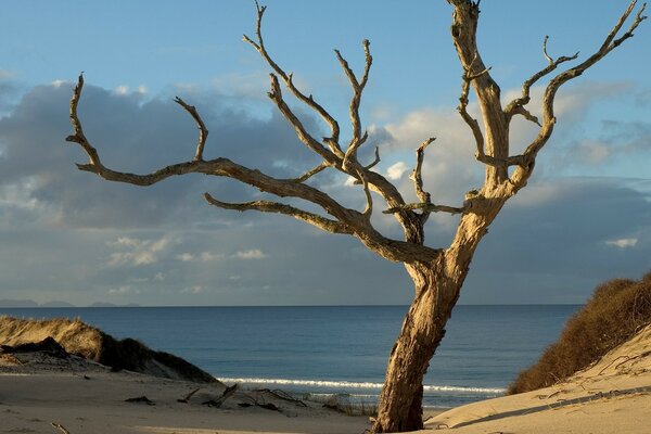 Árbol sin rostro en una playa desierta