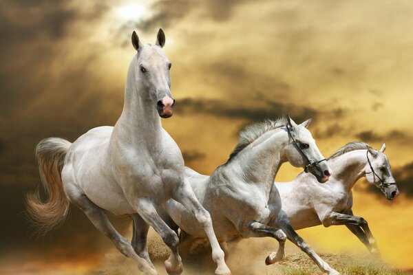 Tres caballos corriendo por el campo