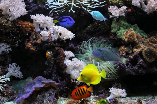 Aquarium monde sous-marin avec des poissons