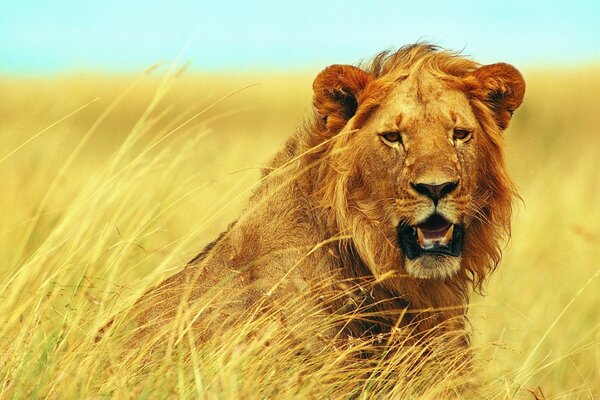 Especie de gato León en África