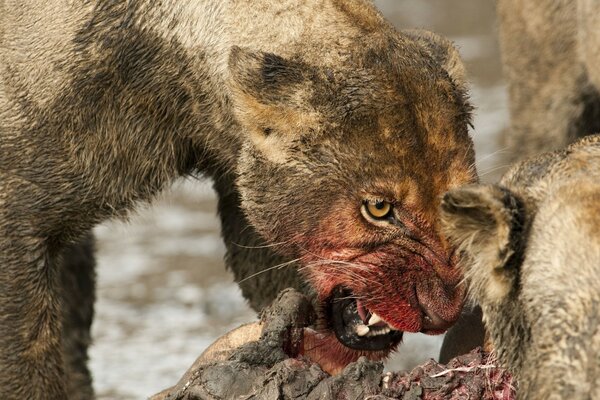 A lioness with a bloody muzzle eats prey