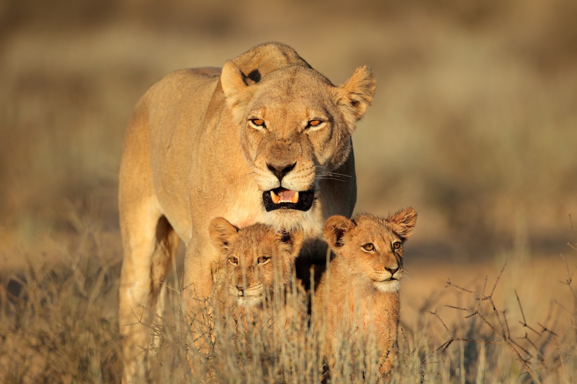 afrique femelle prédateurs famille lionceaux lion