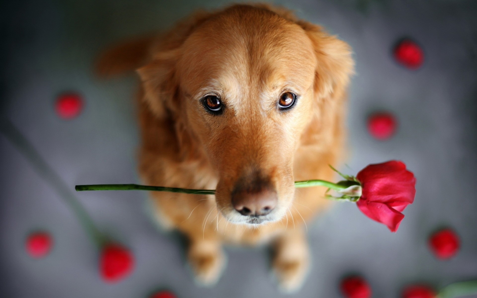 romantik blumen blick rot situation hunde