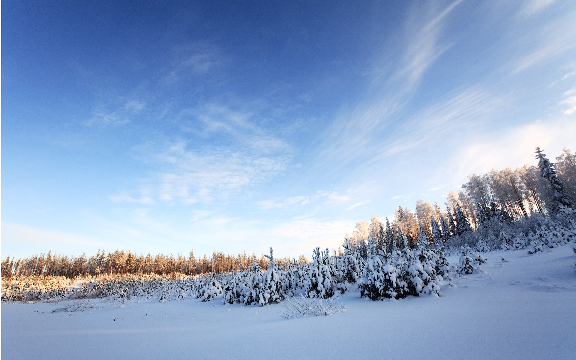 hiver neige ciel arbres forêt