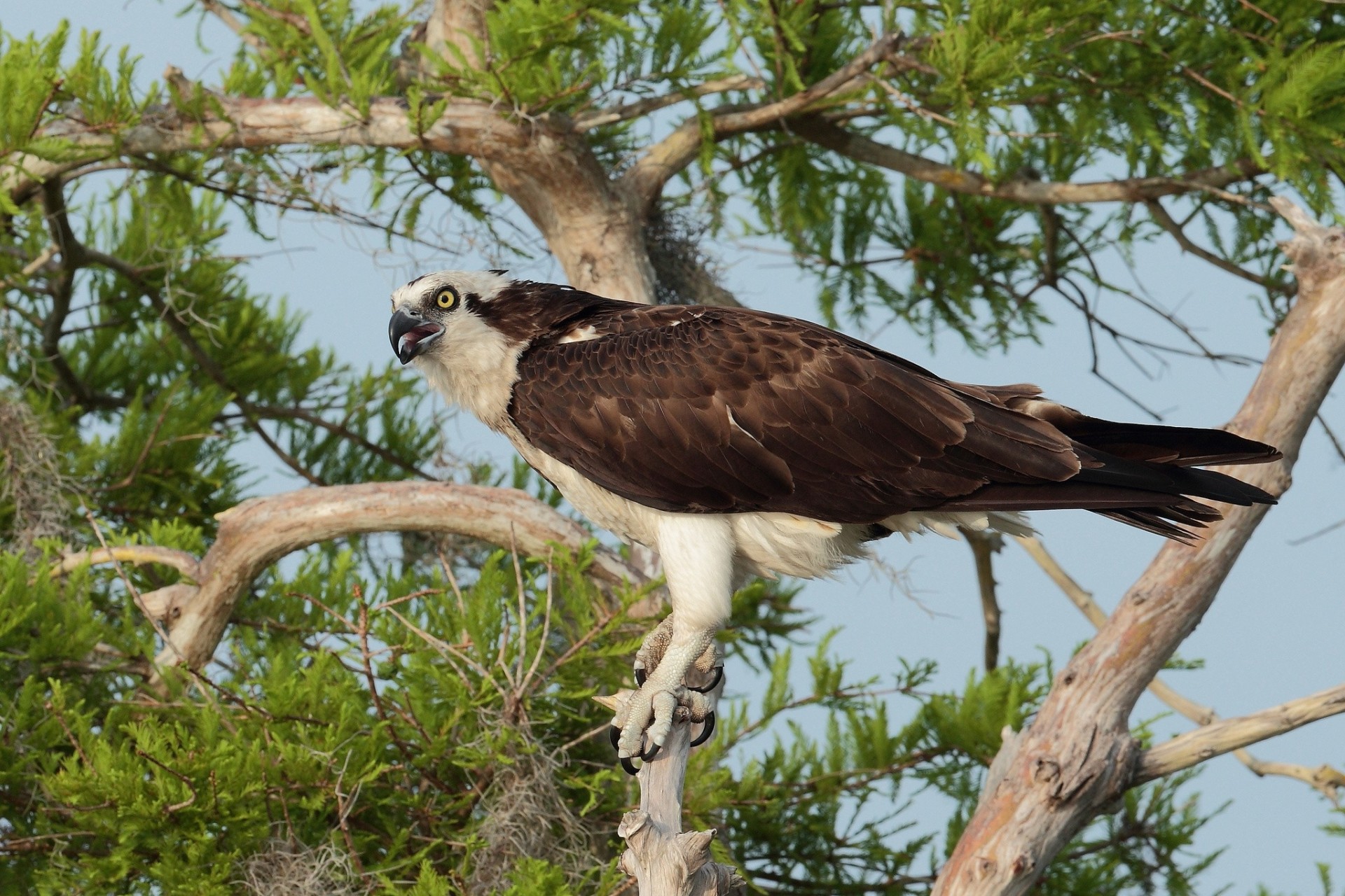 oiseaux balbuzards arbre