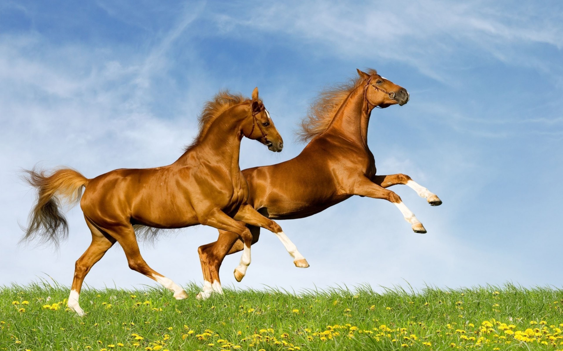 chevaux saut été couple nature