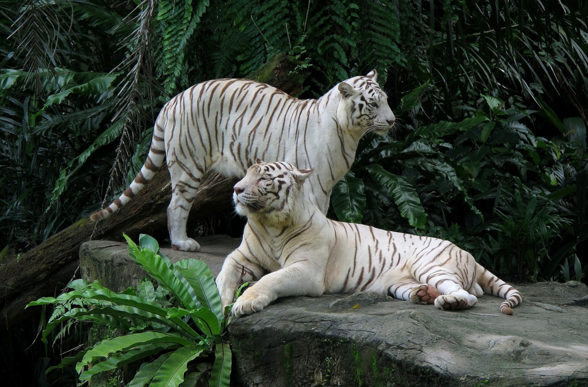 tigers stone couple white tiger