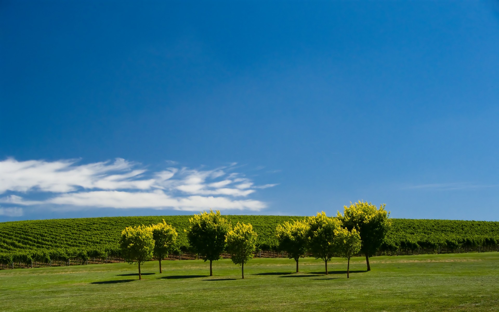 jardín prado árboles cielo