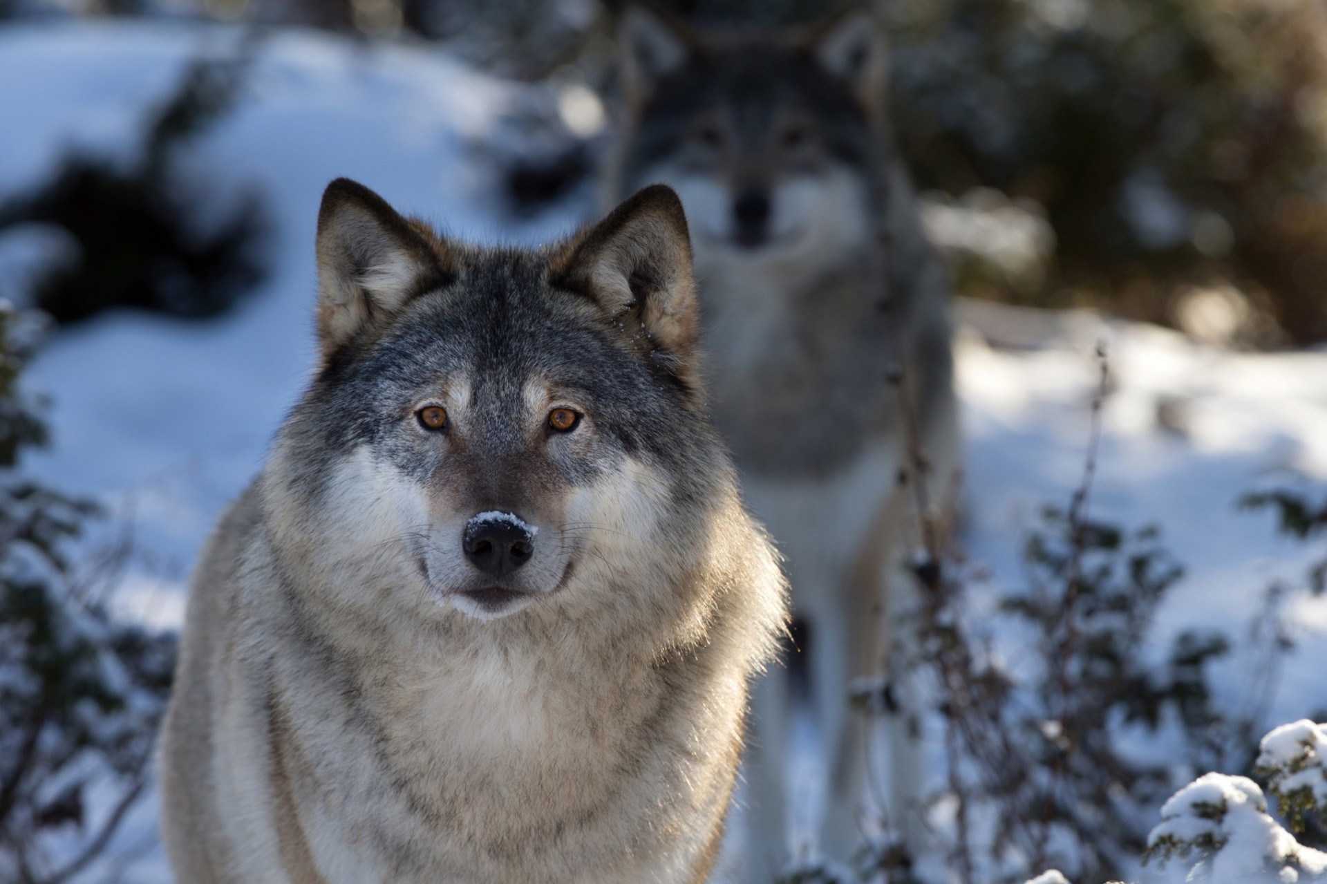 macro lobo dientes naturaleza