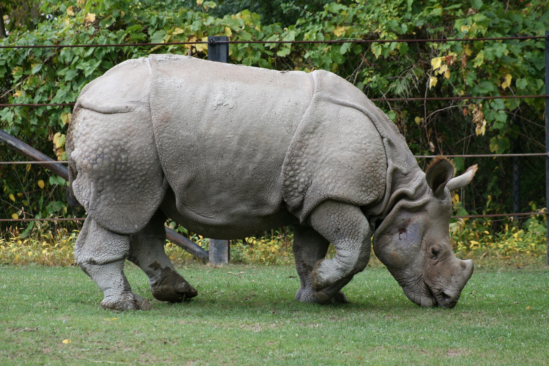 nahrung gras nashorn naturschutzgebiet