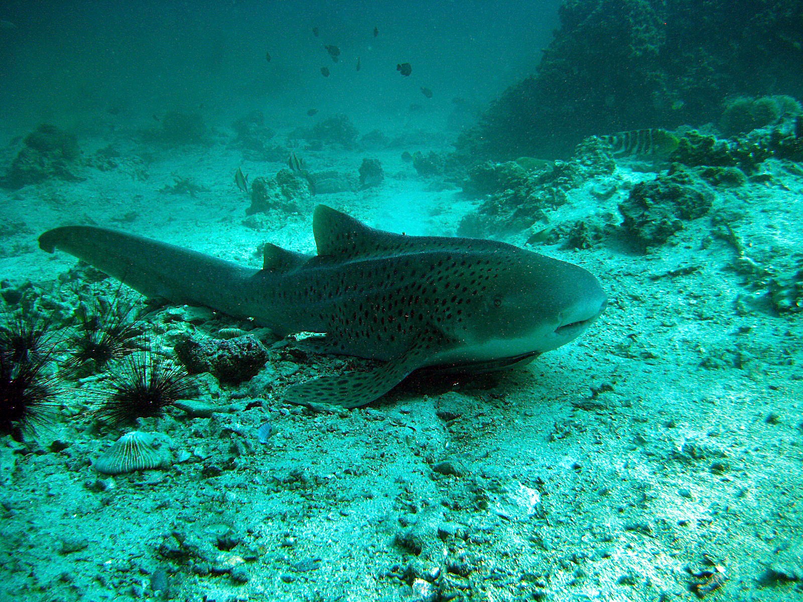 plongée requin léopard mer