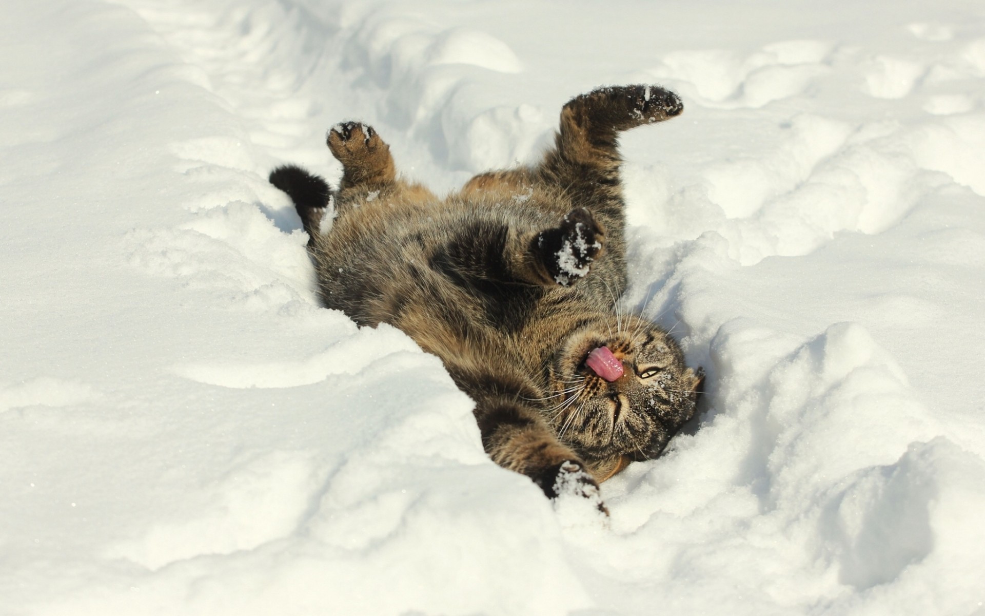 winter snow cat mood