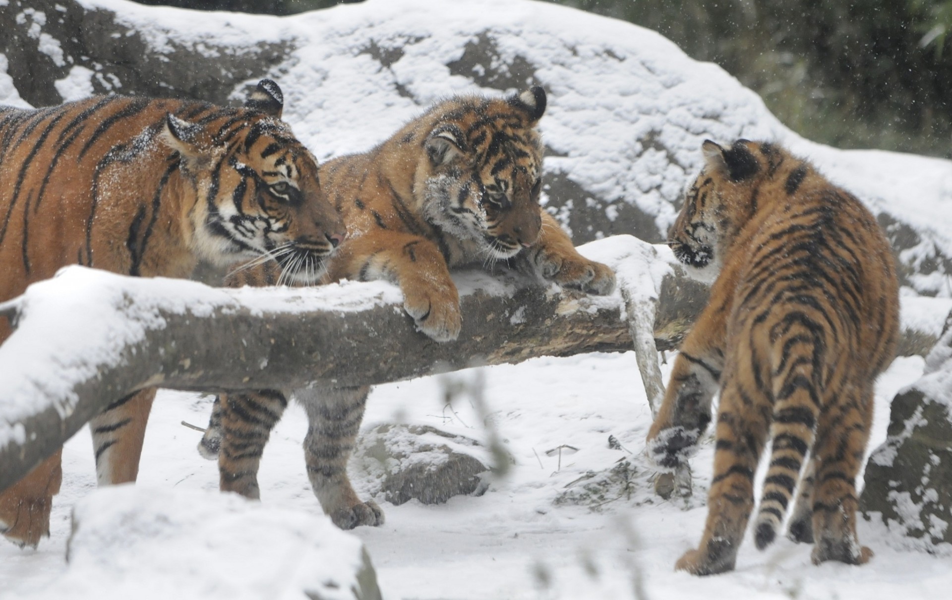 tigres tigres tigre de l amour