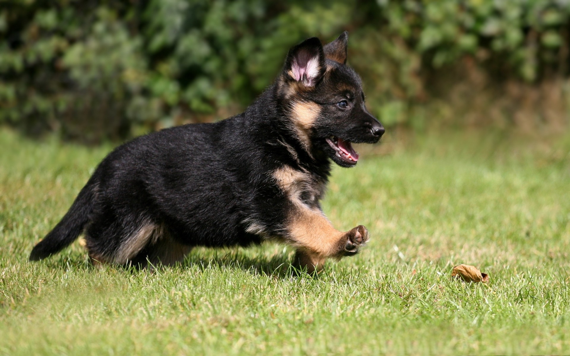 dog german shepherd animals puppy