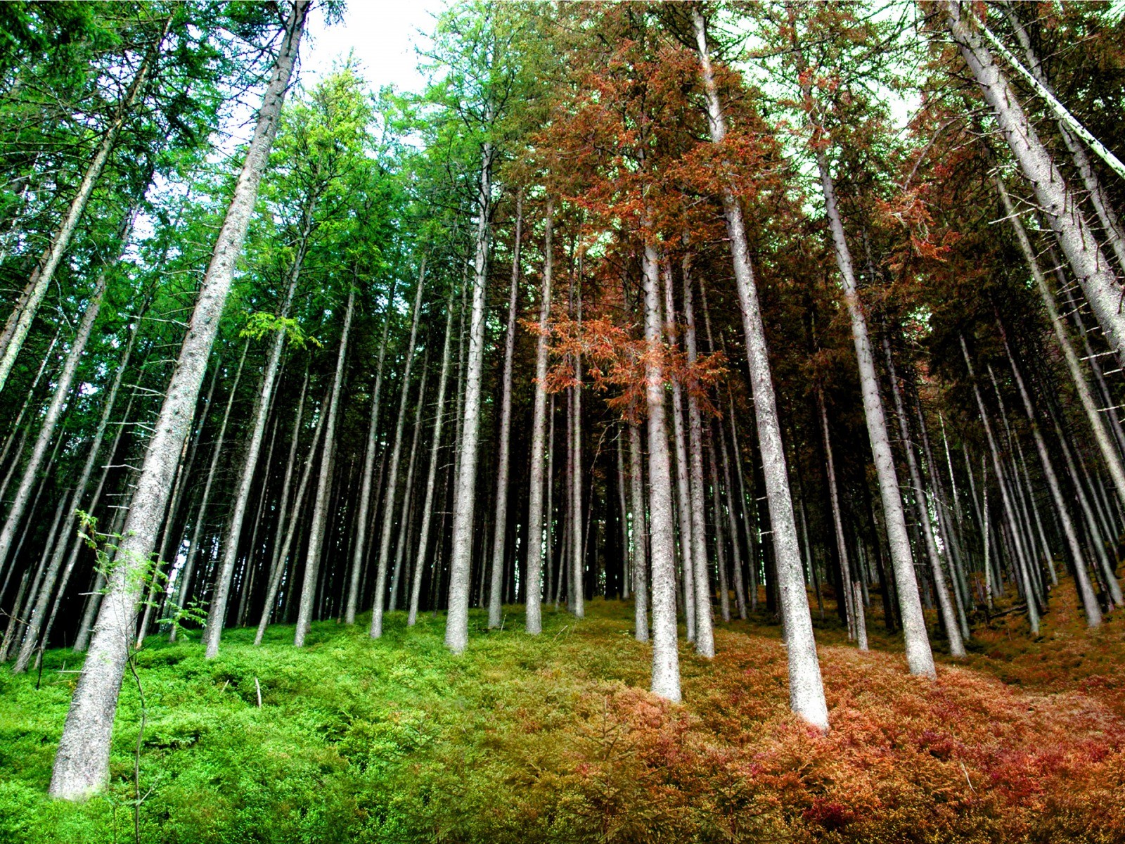 foresta multicolore cespugli erba