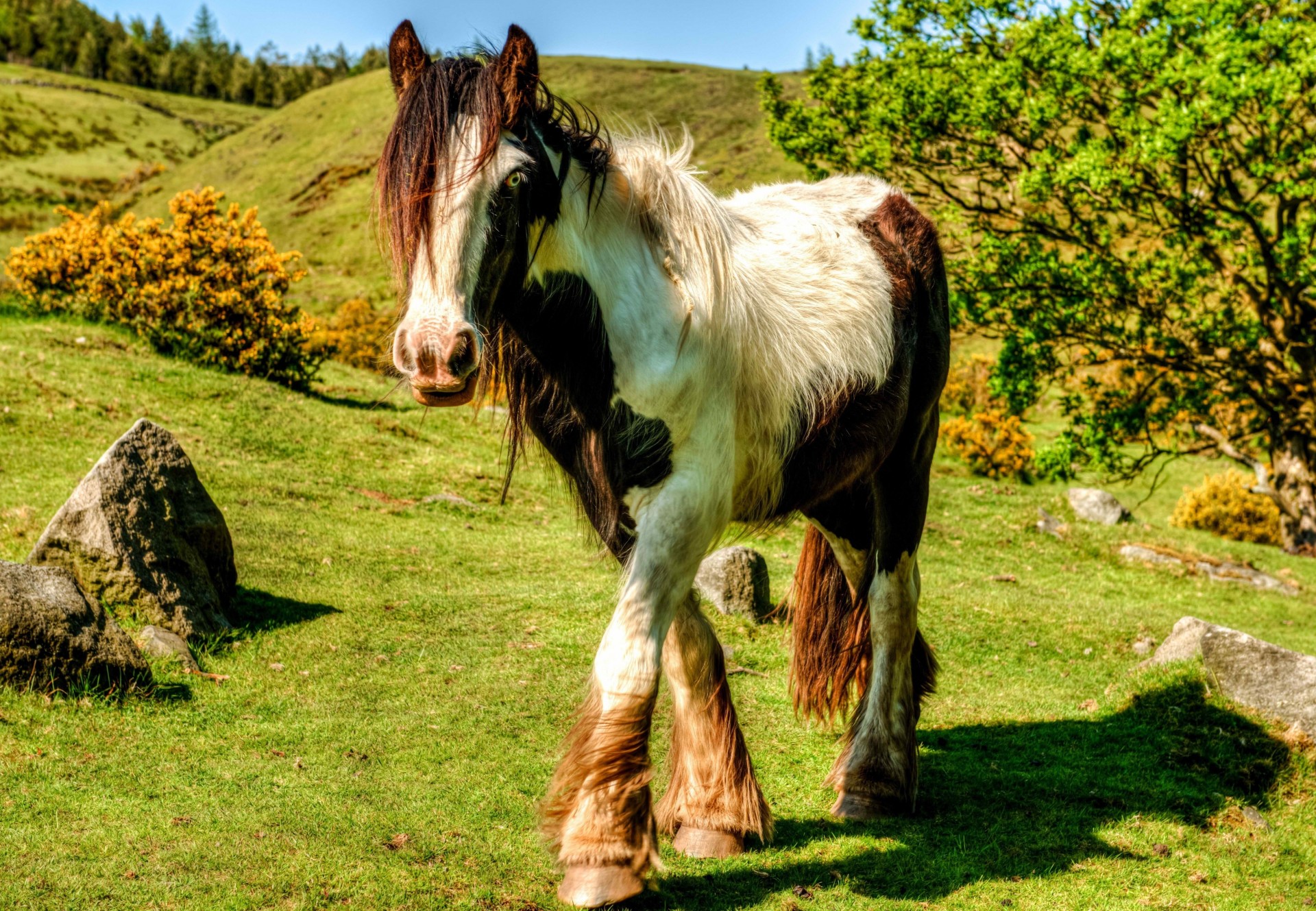 pferd gras schön natur