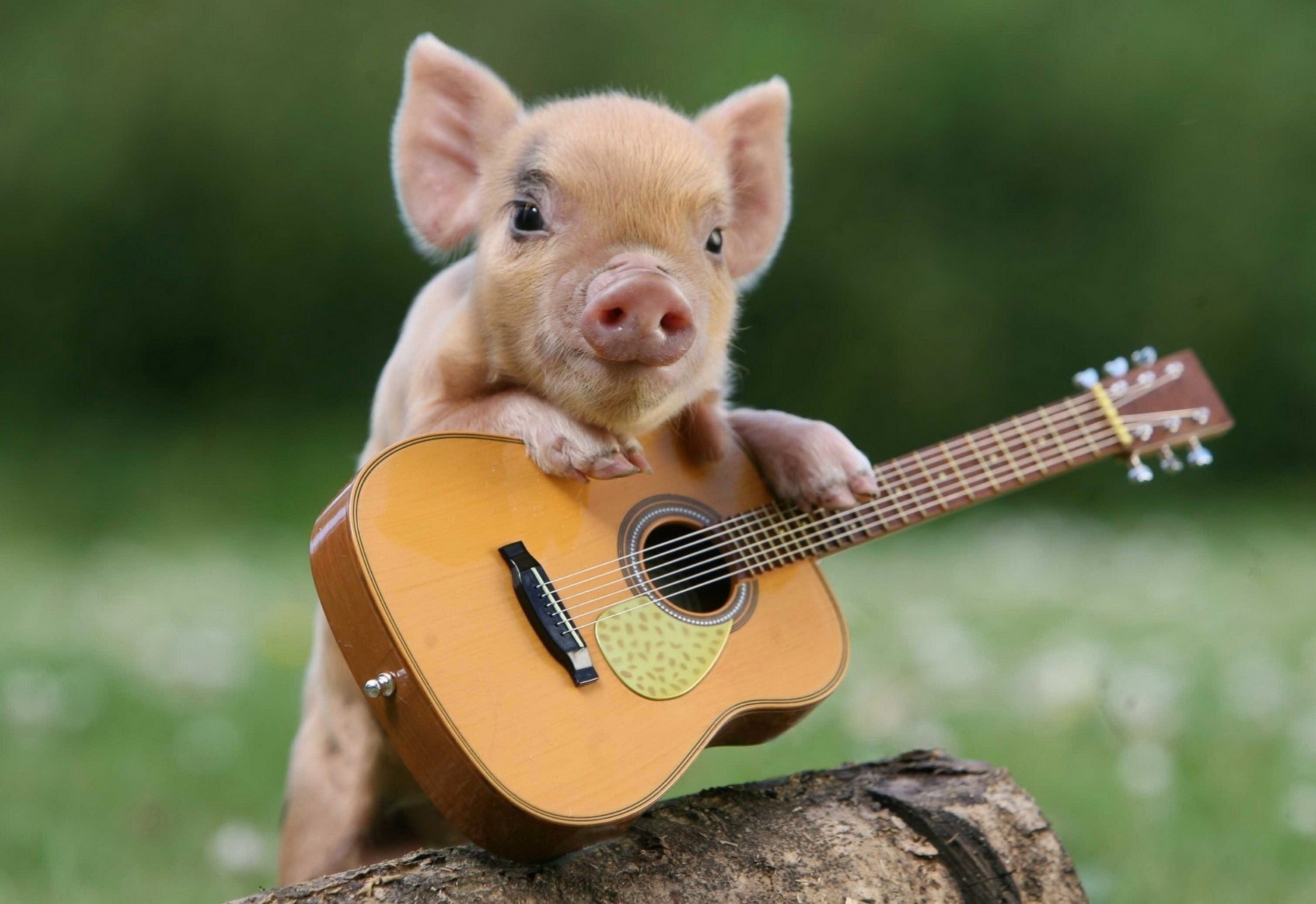 schweinchen gitarre