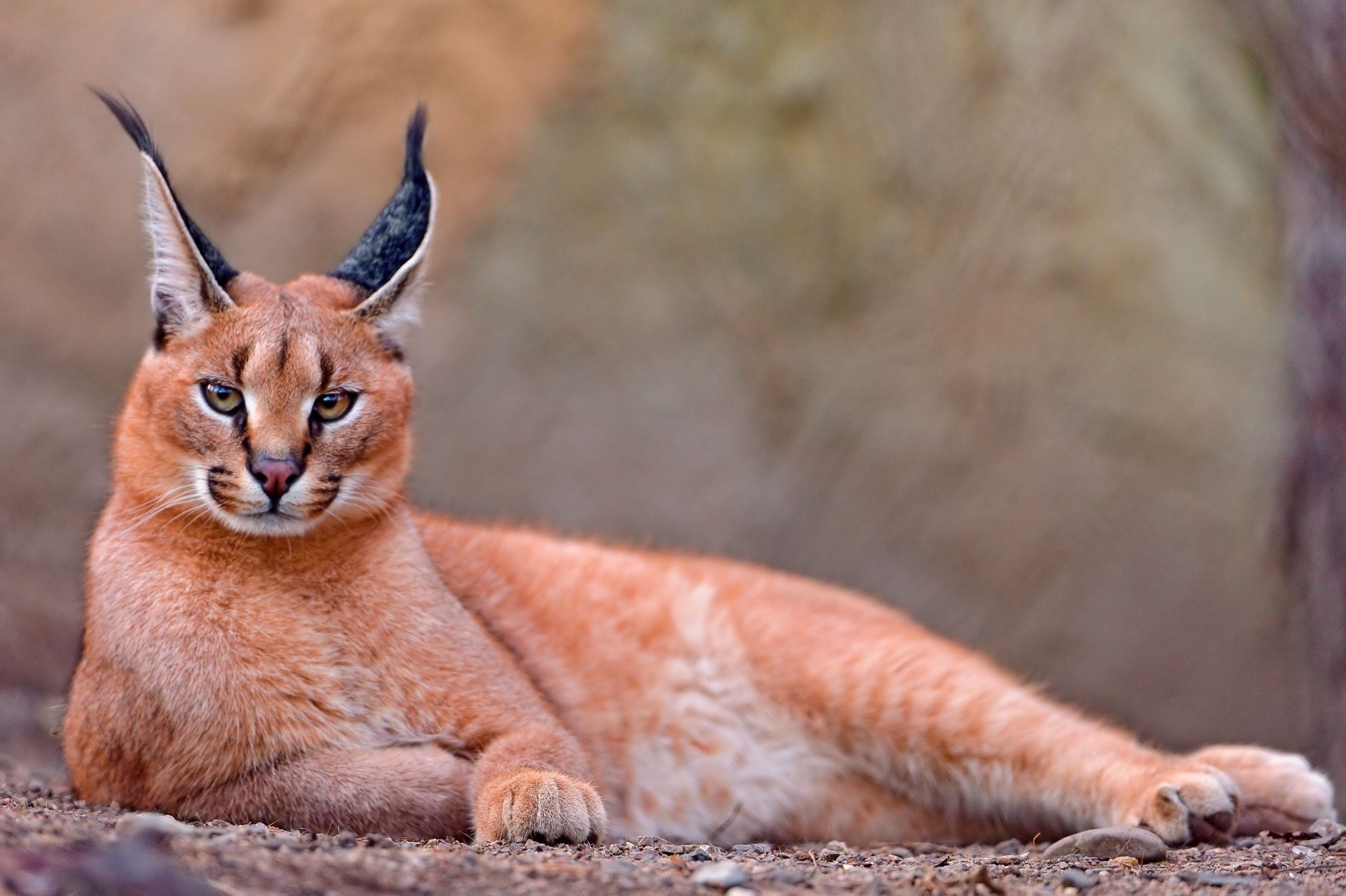 caracal lynx des steppes grand chat