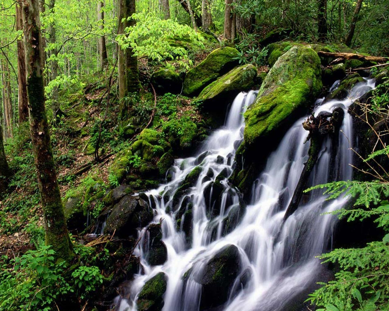 cascada bosque agua naturaleza