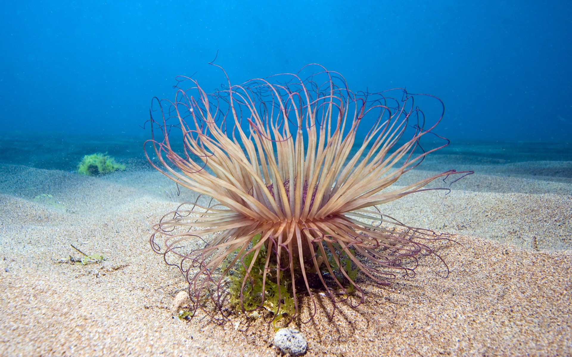 profondità sabbia pianta