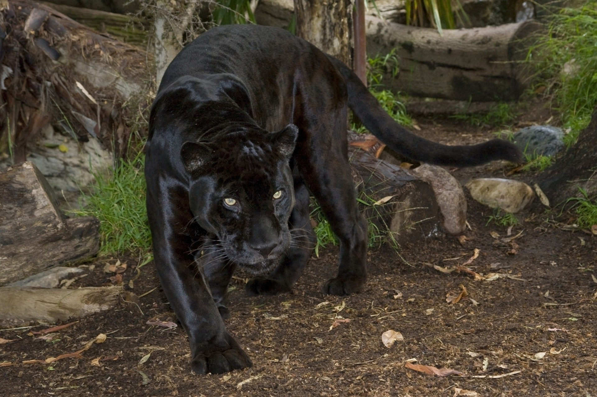 wildkatze jaguar panther raubtier schwarzer jaguar