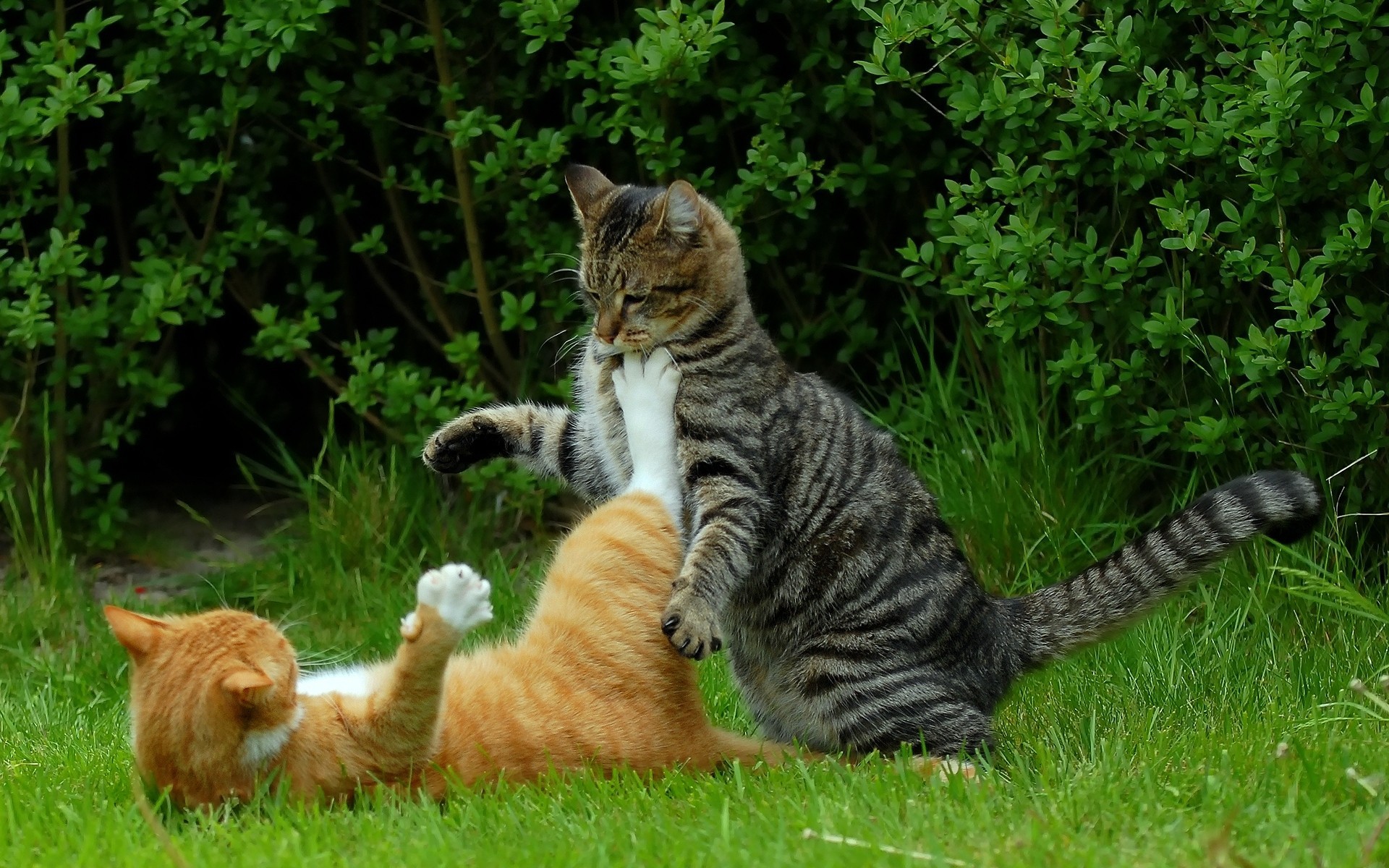 rojo naturaleza verano situación gato