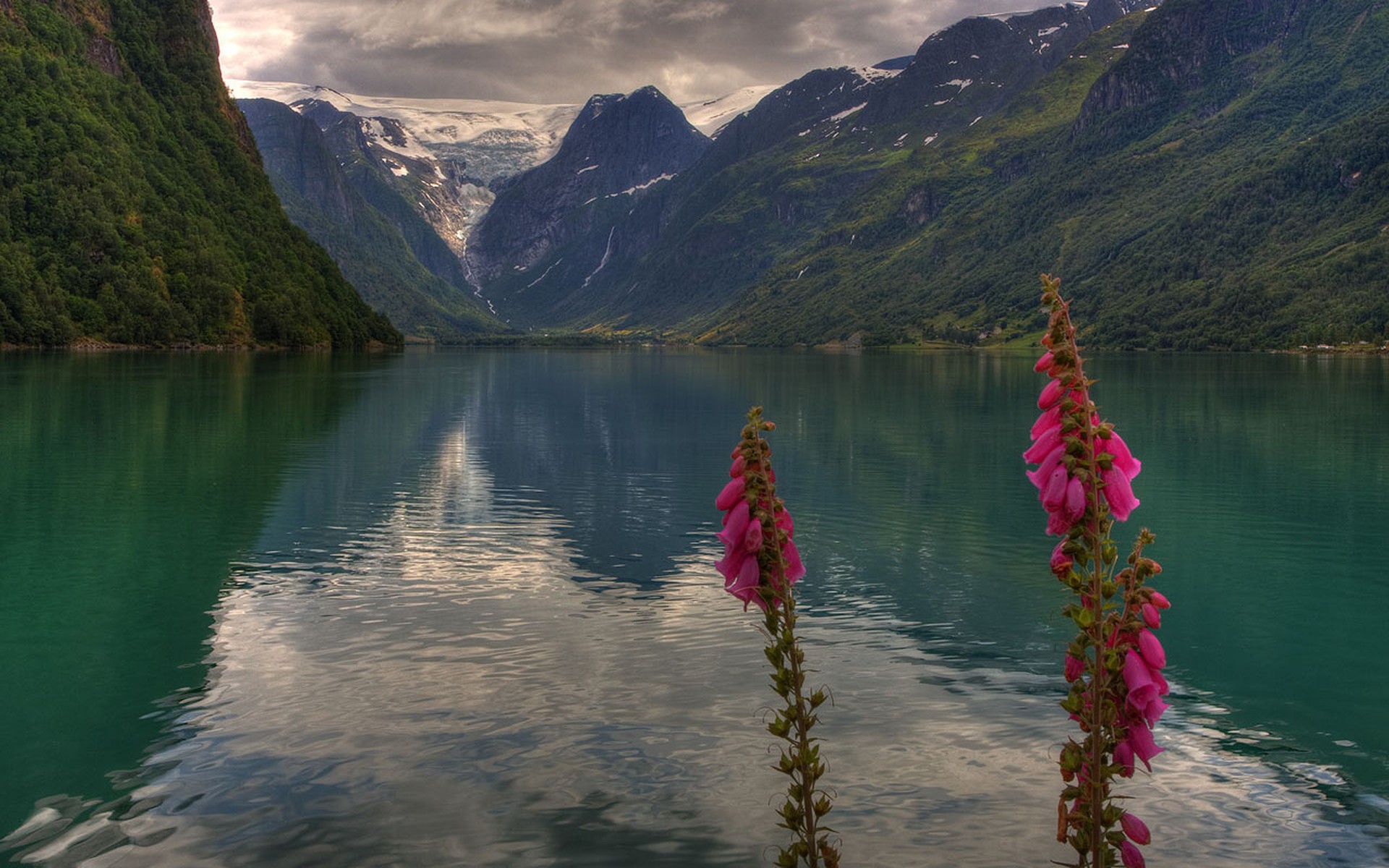 norwegia oldedal dolina stryn kwiaty