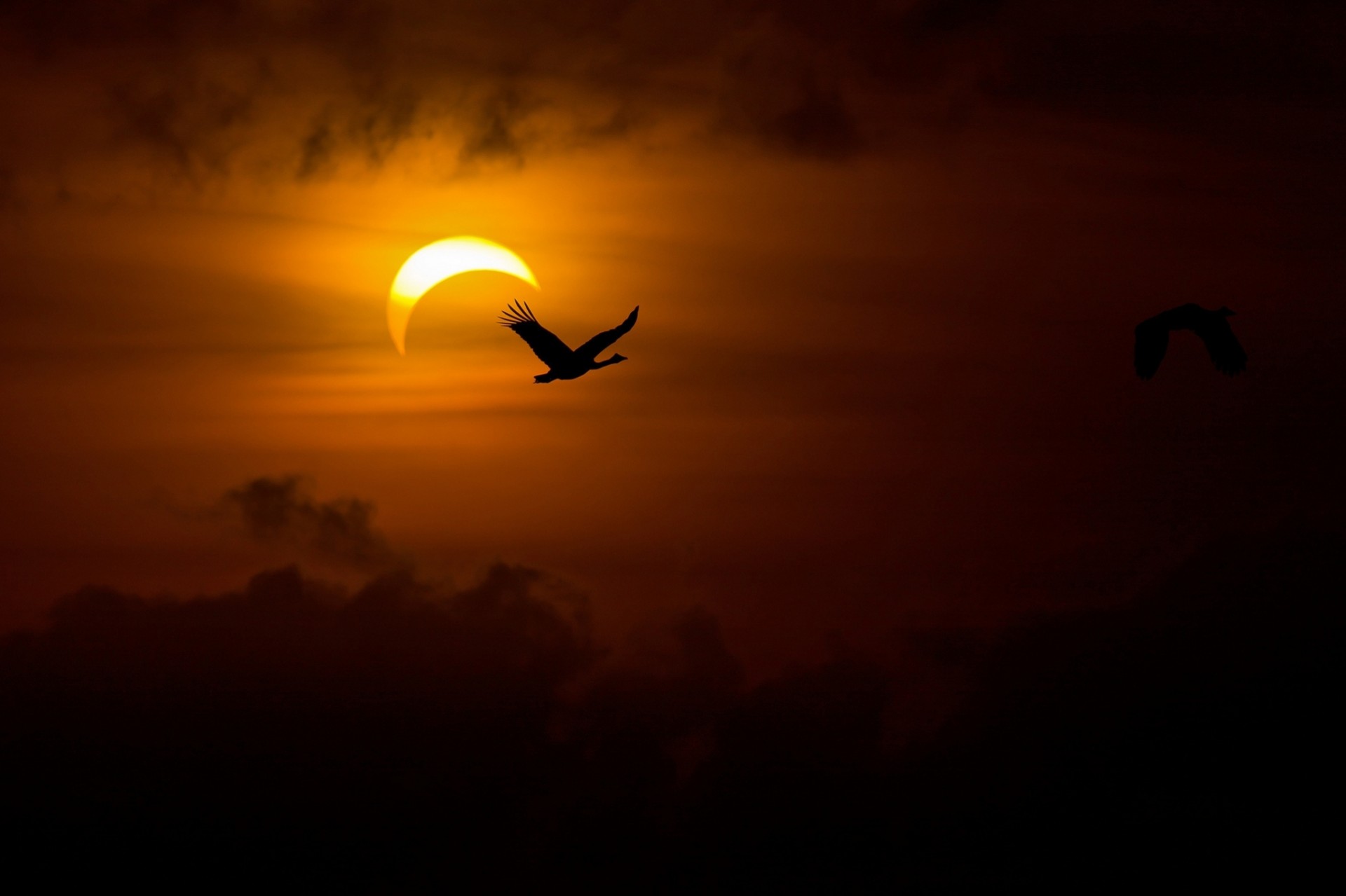 nuit lumière soleil loup gris cygnes foncé oiseaux