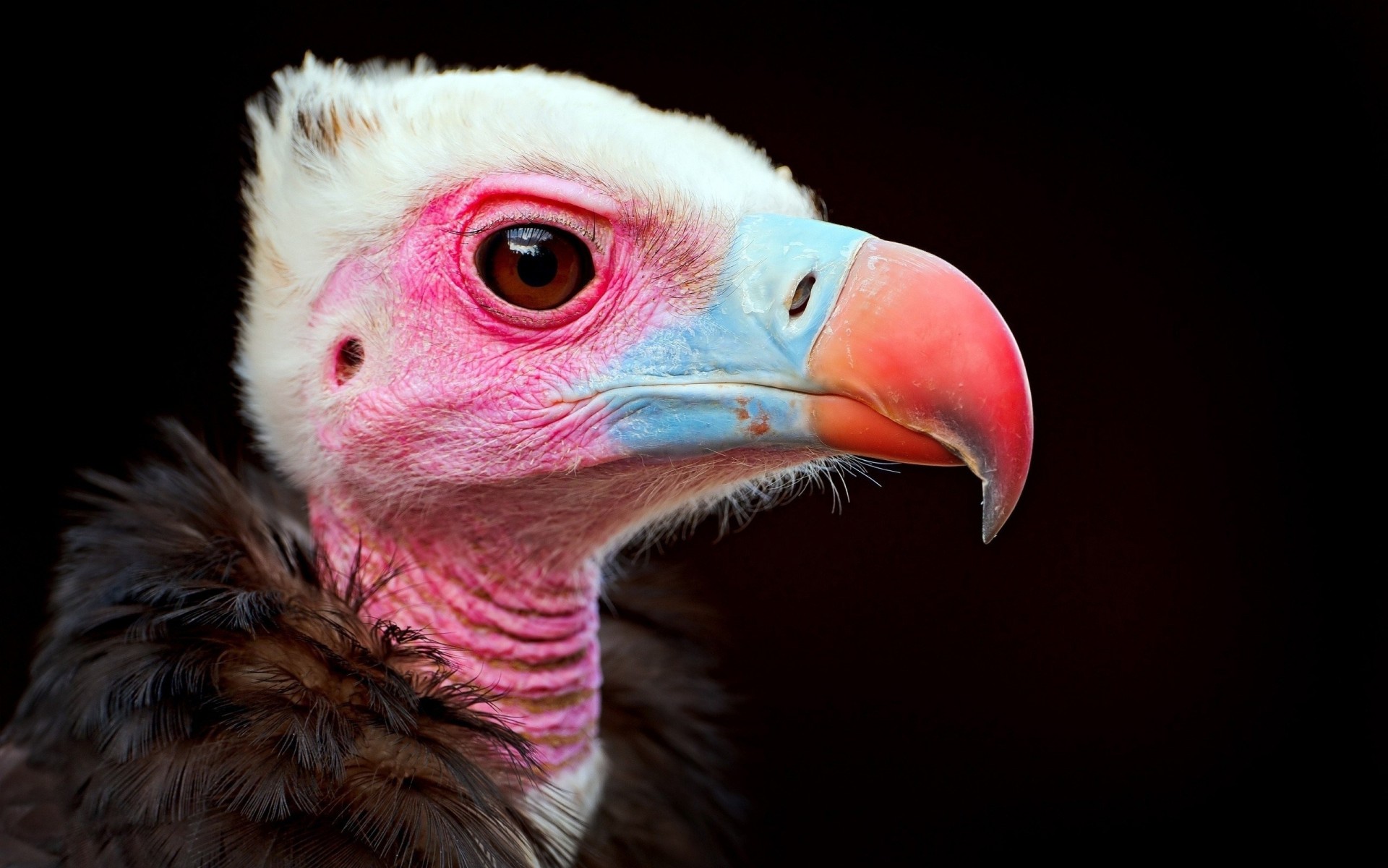 bec oiseaux couleurs prédateur