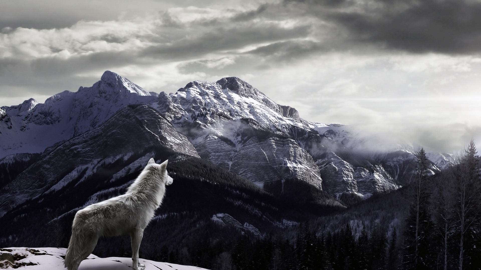 loup montagnes brouillard neige