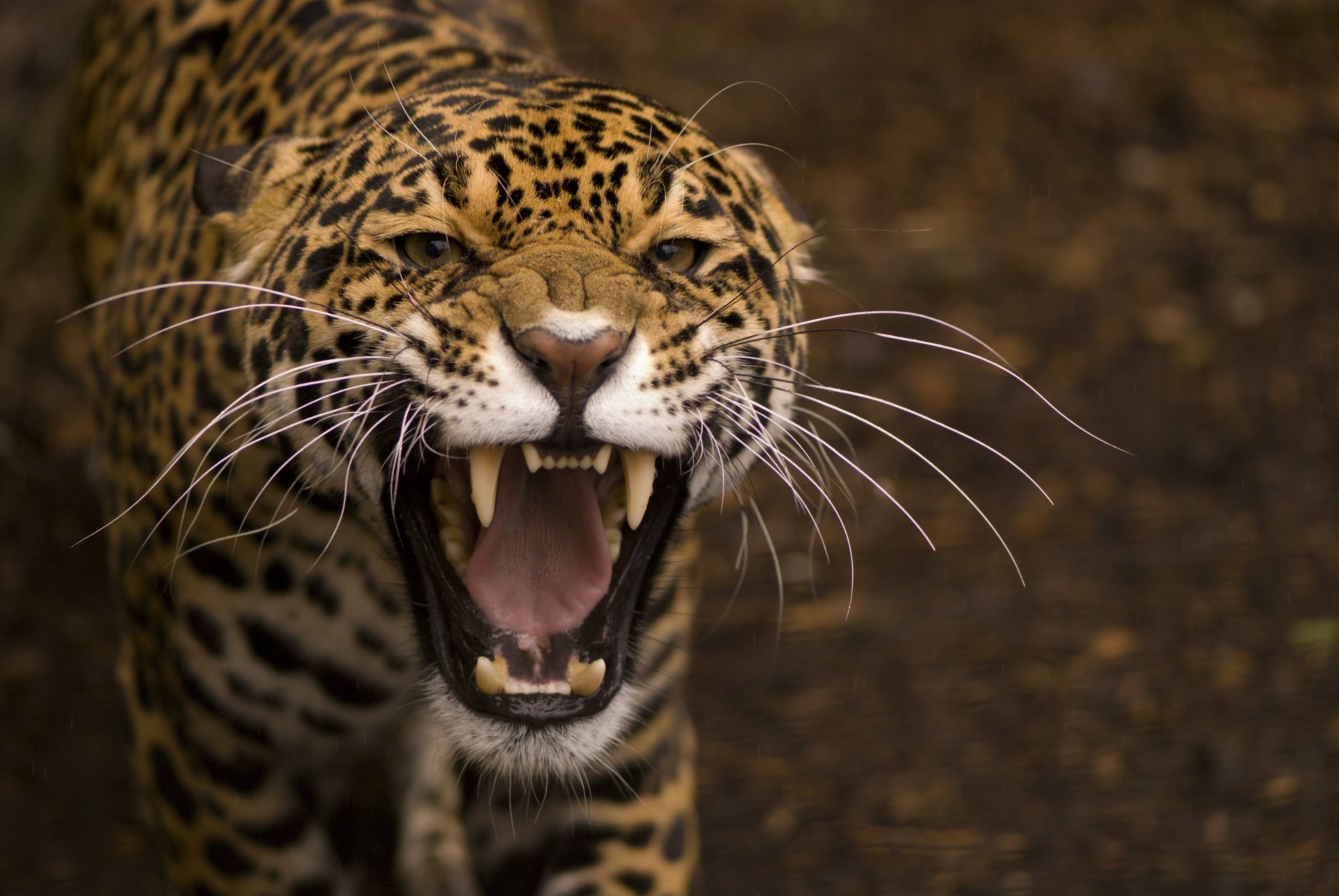 teeth fury mouth jaguar anger fangs wild cat animal