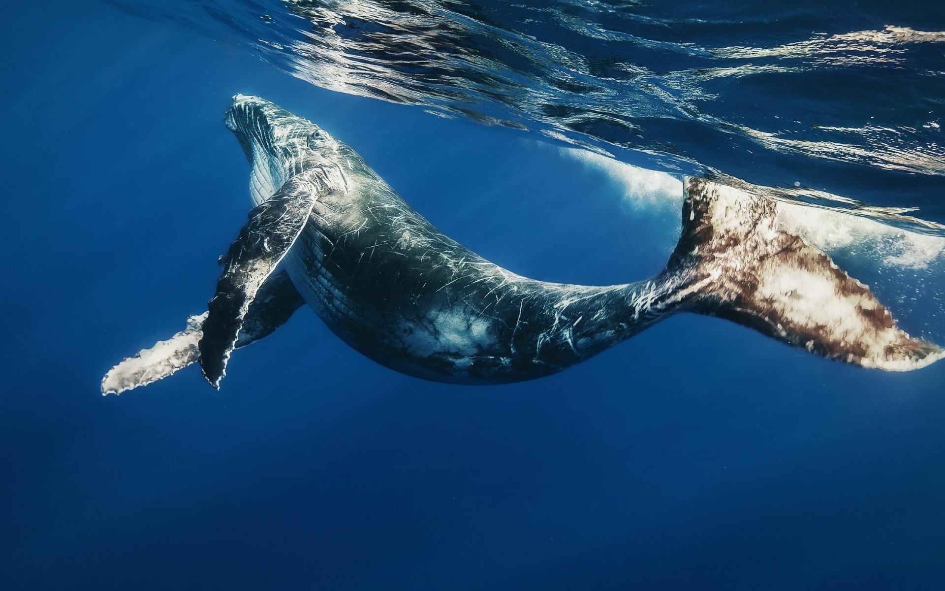 underwater smears under water water