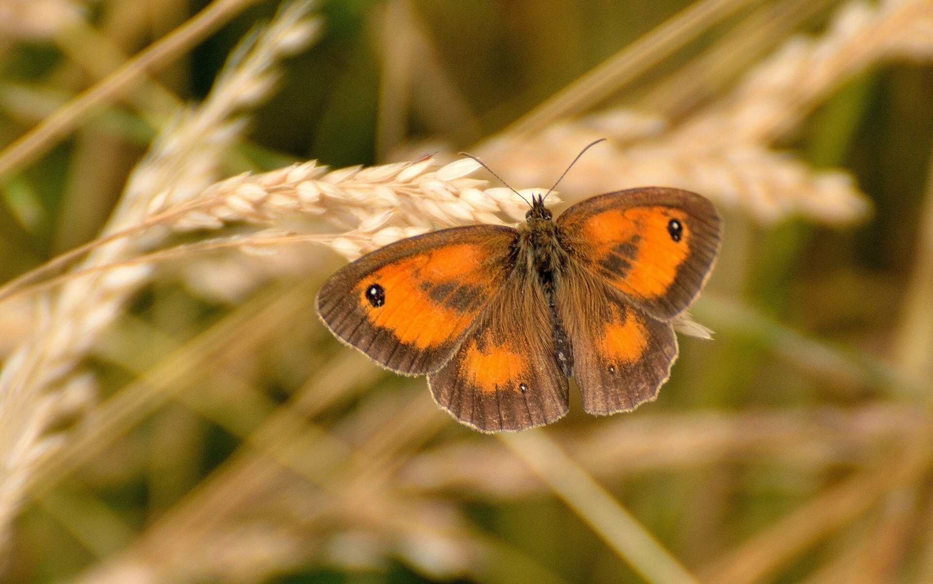 makro ohr hintergrundbeleuchtung