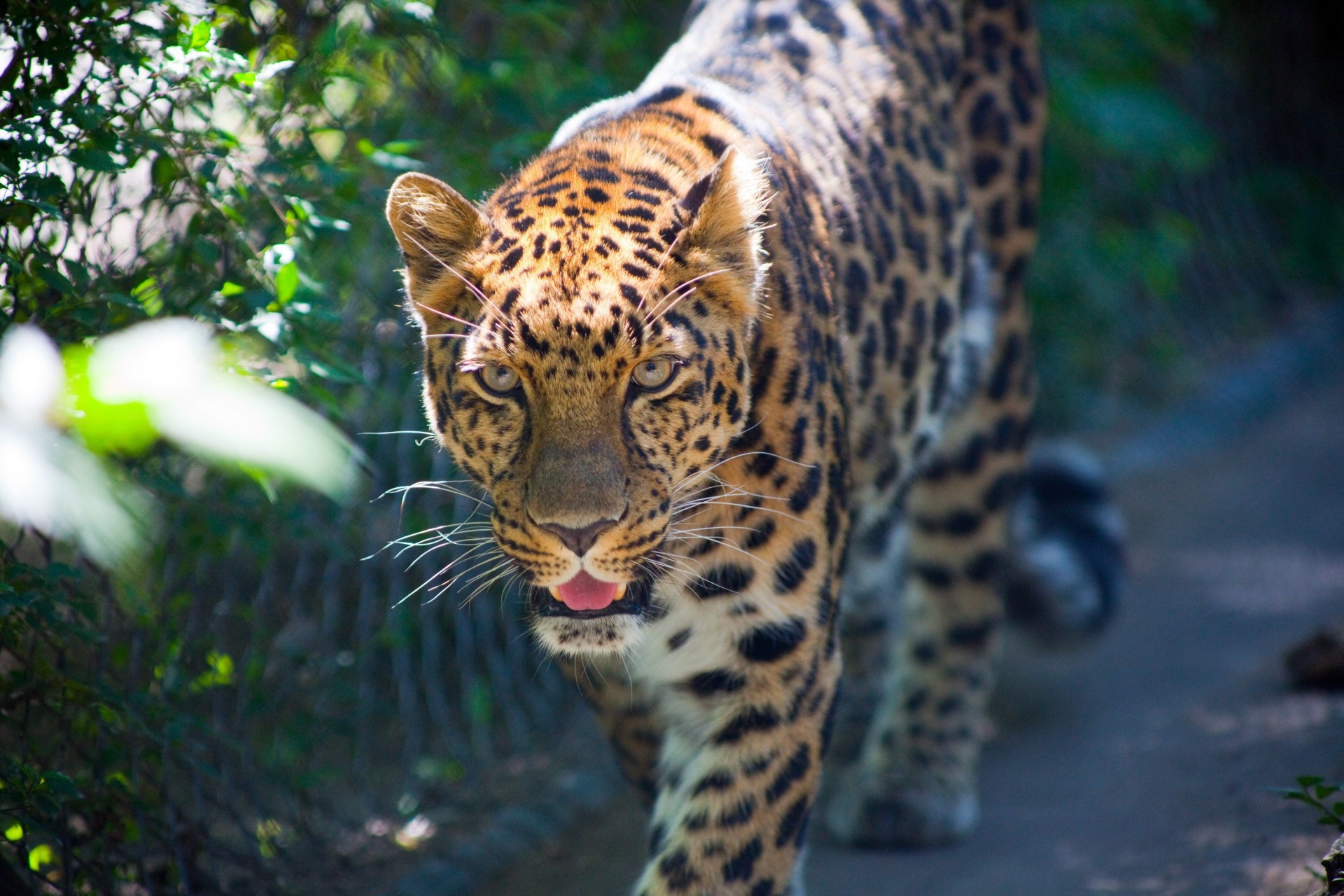 dientes depredador leopardo naturaleza especie parrilla animales colmillos colores