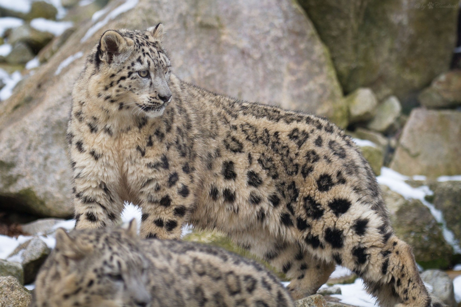 chat sauvage bête léopard