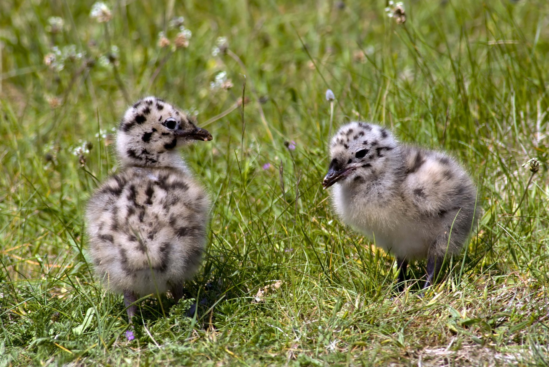 huhn vögel gras