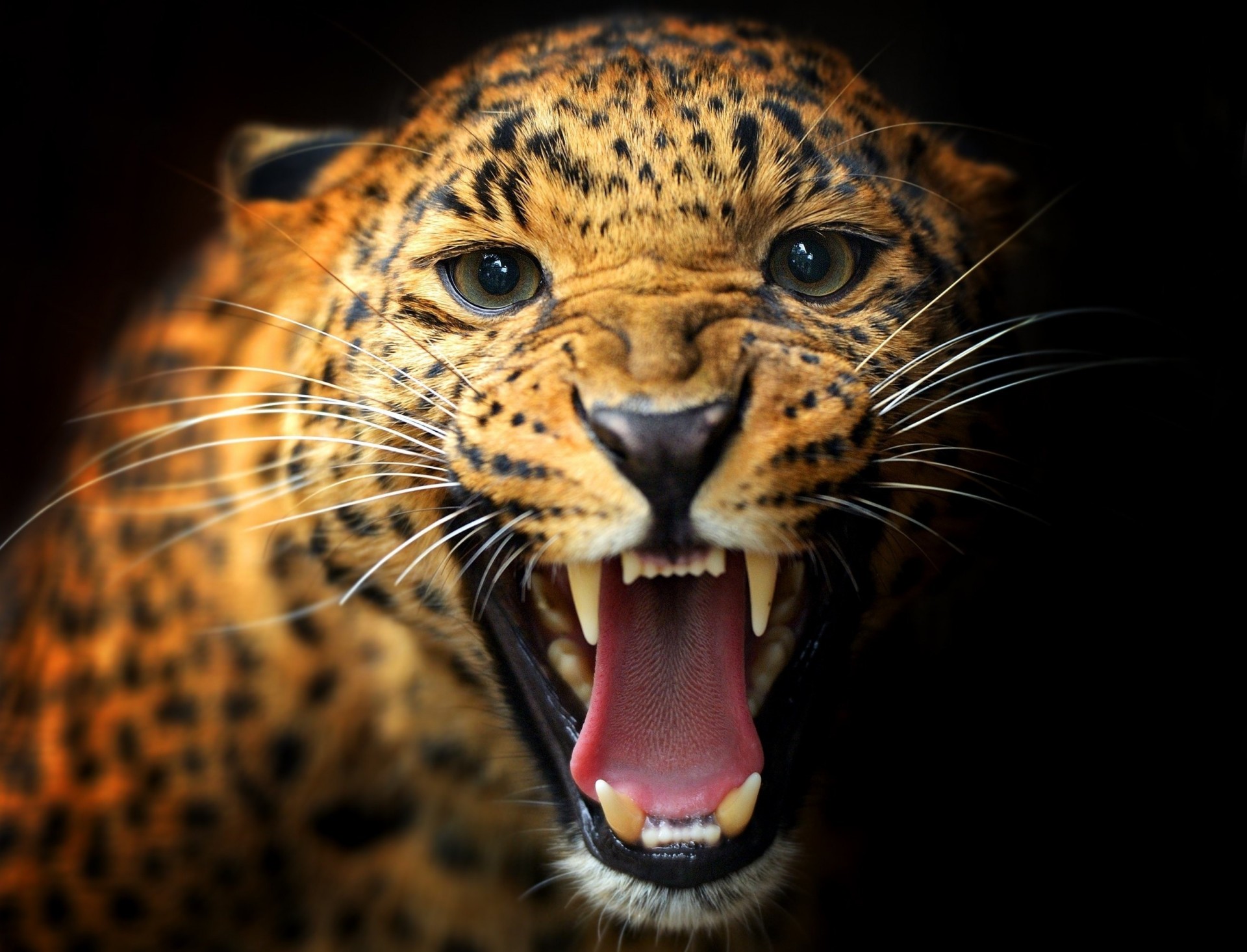 dark background anger cat predator leopard