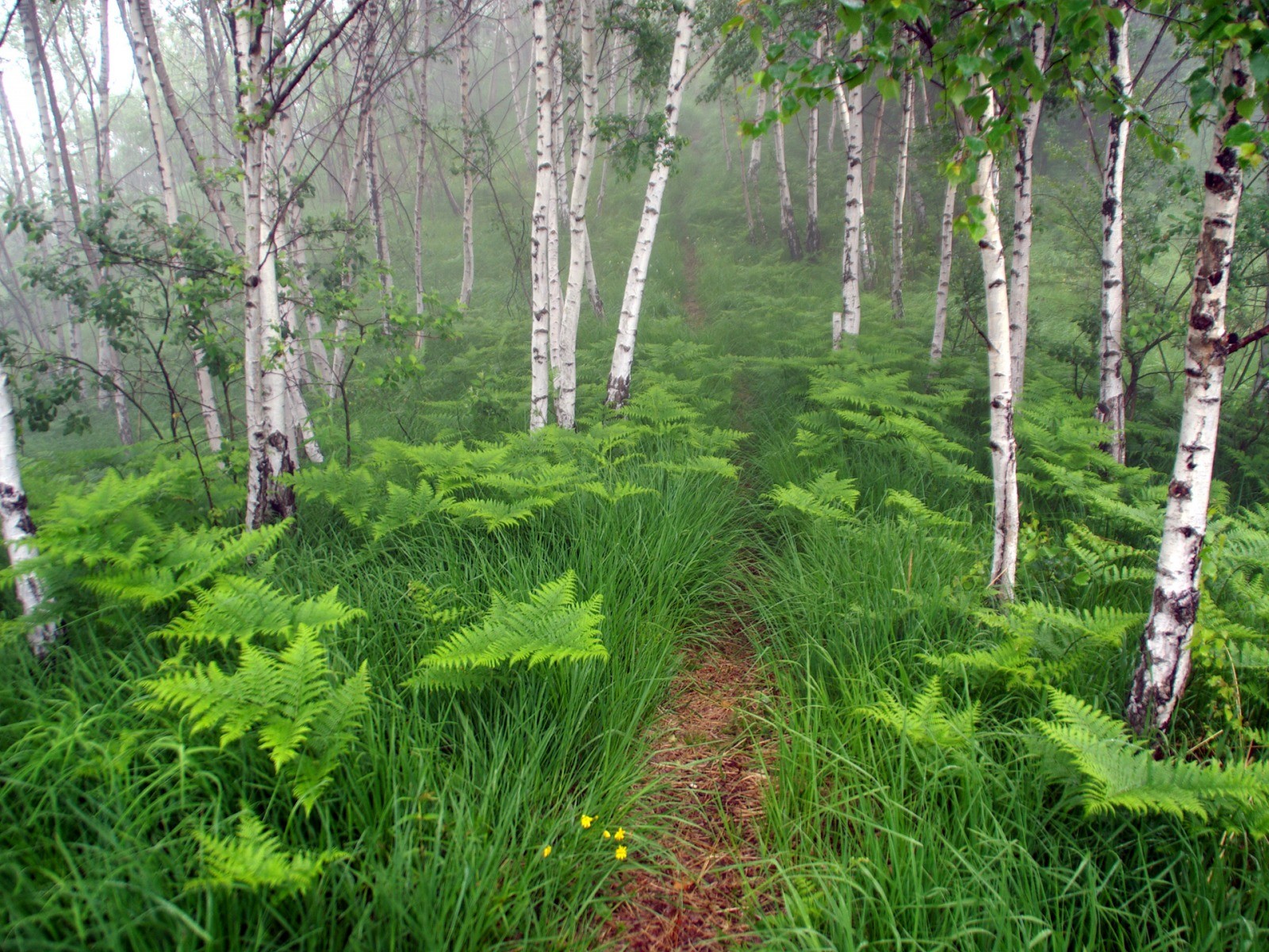 árboles bosque helechos arbustos sendero