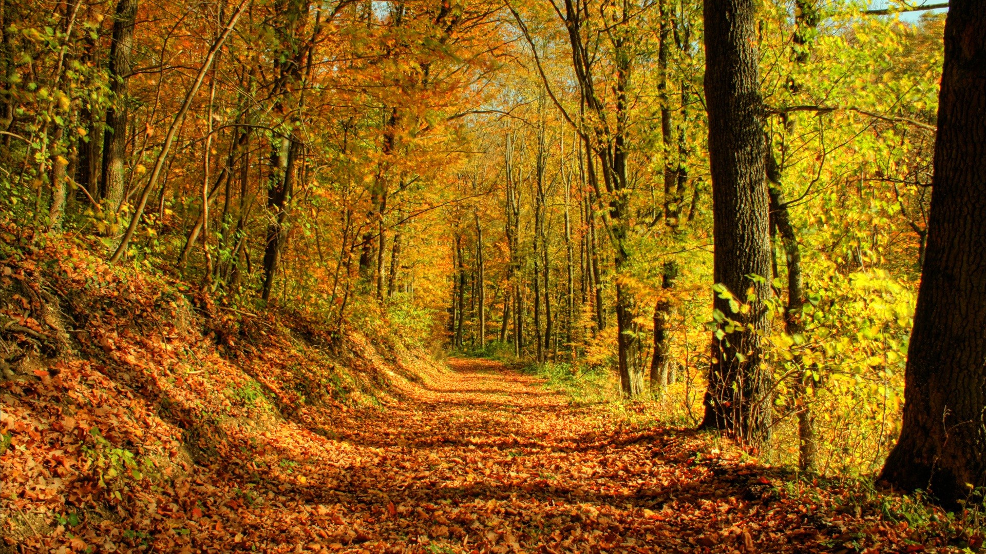 forêt arbres automne feuilles