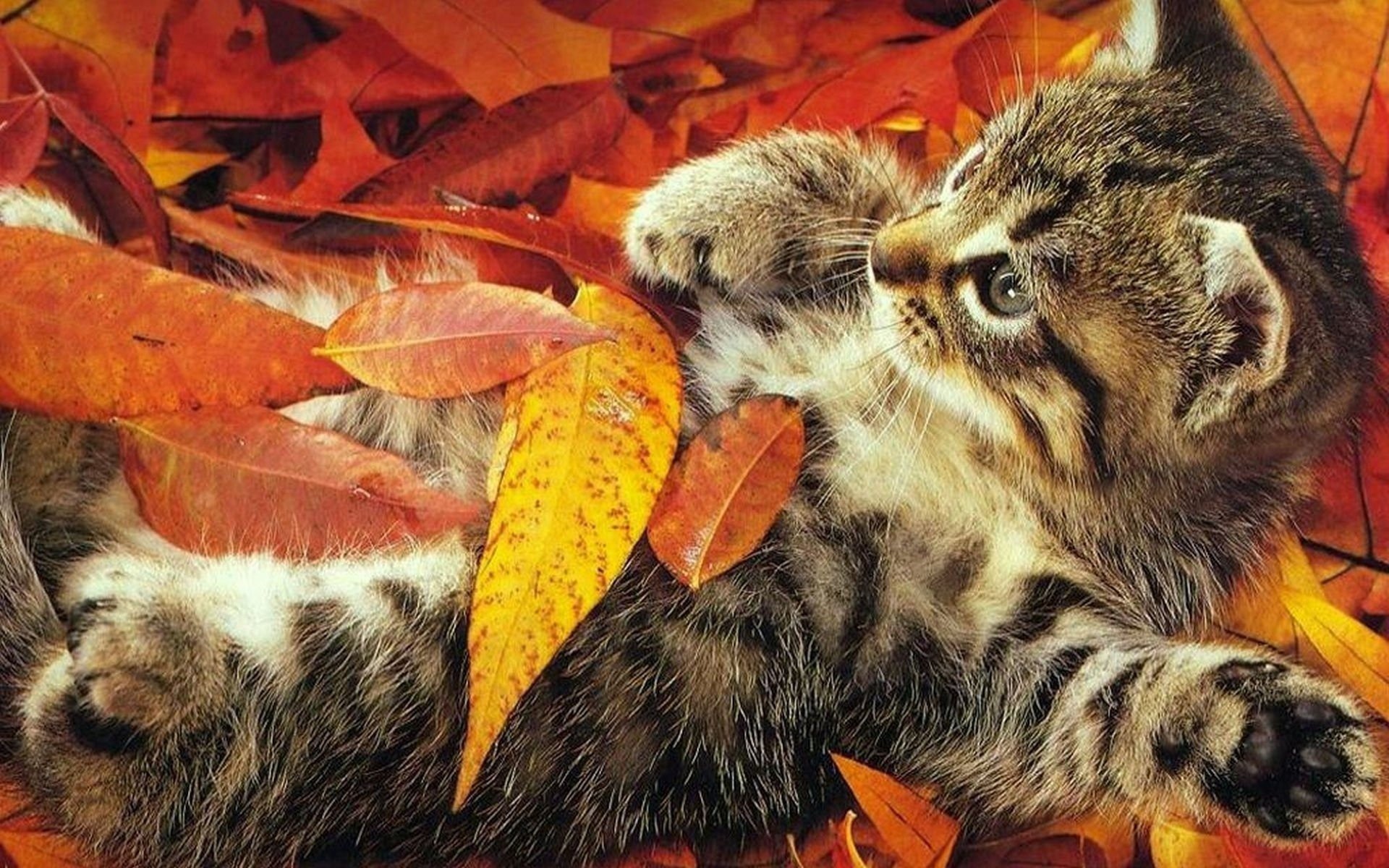 blatt herbst katzen kinder