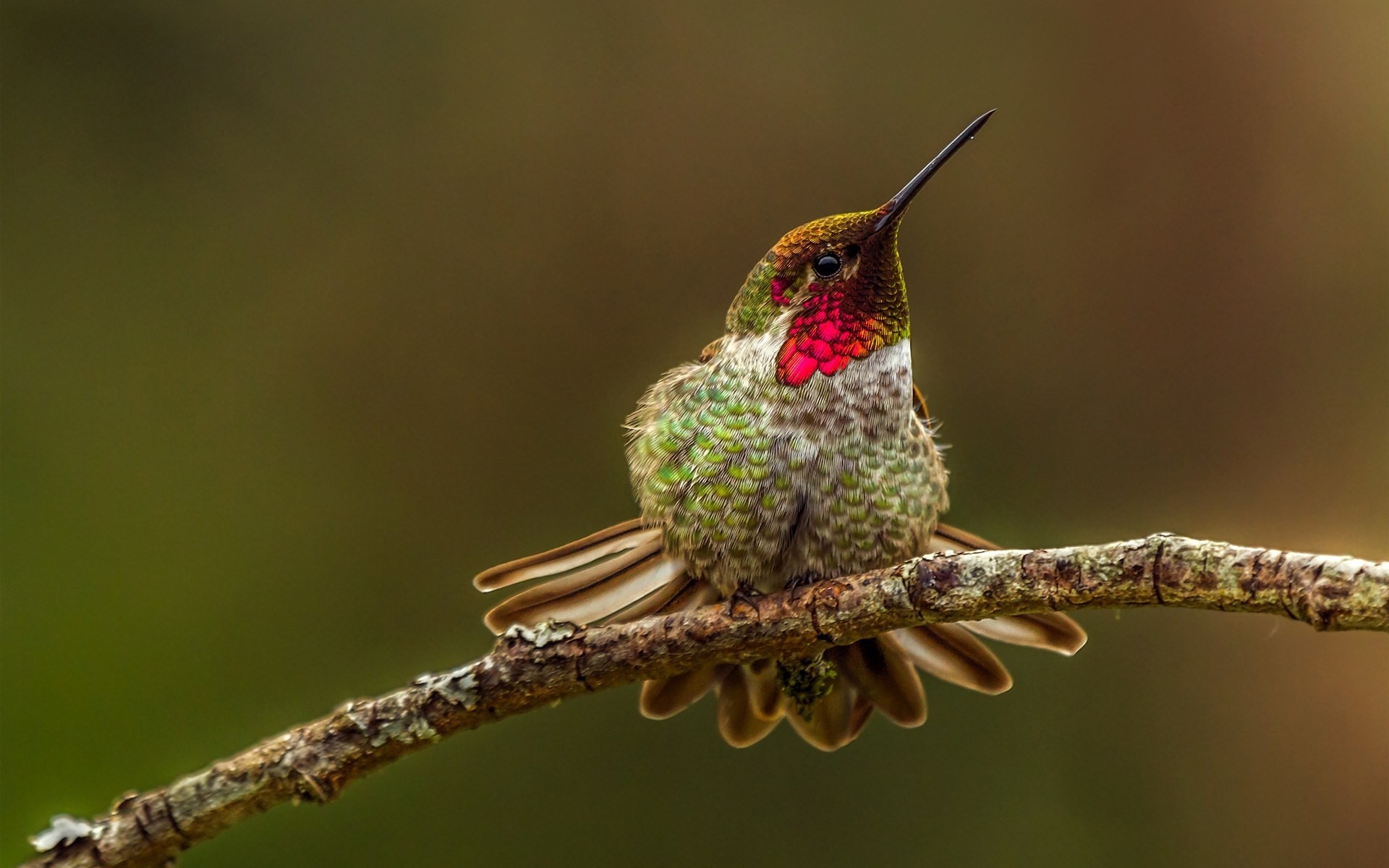 gros plan bec oiseau colibri branche