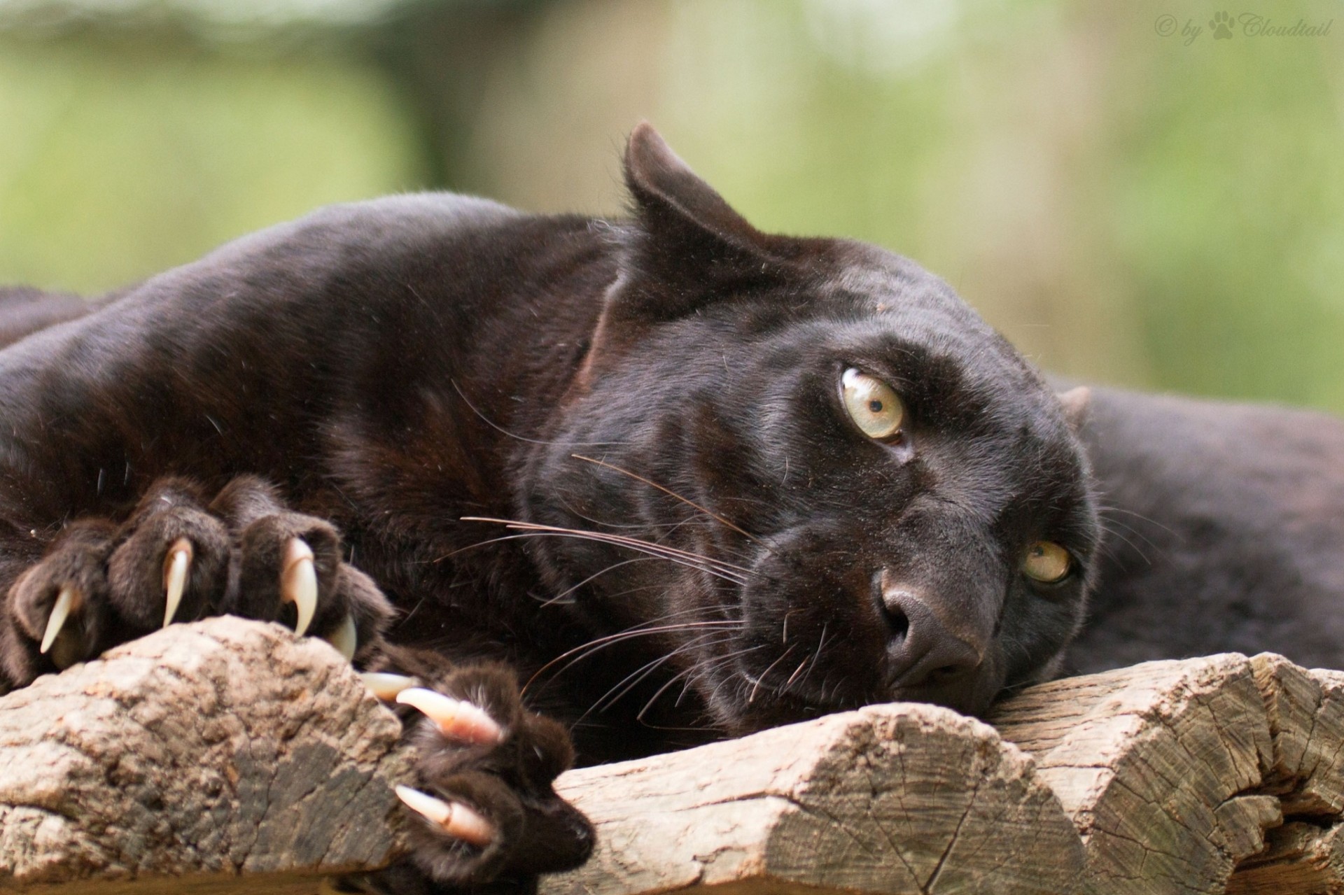 garras gato salvaje pantera leopardo