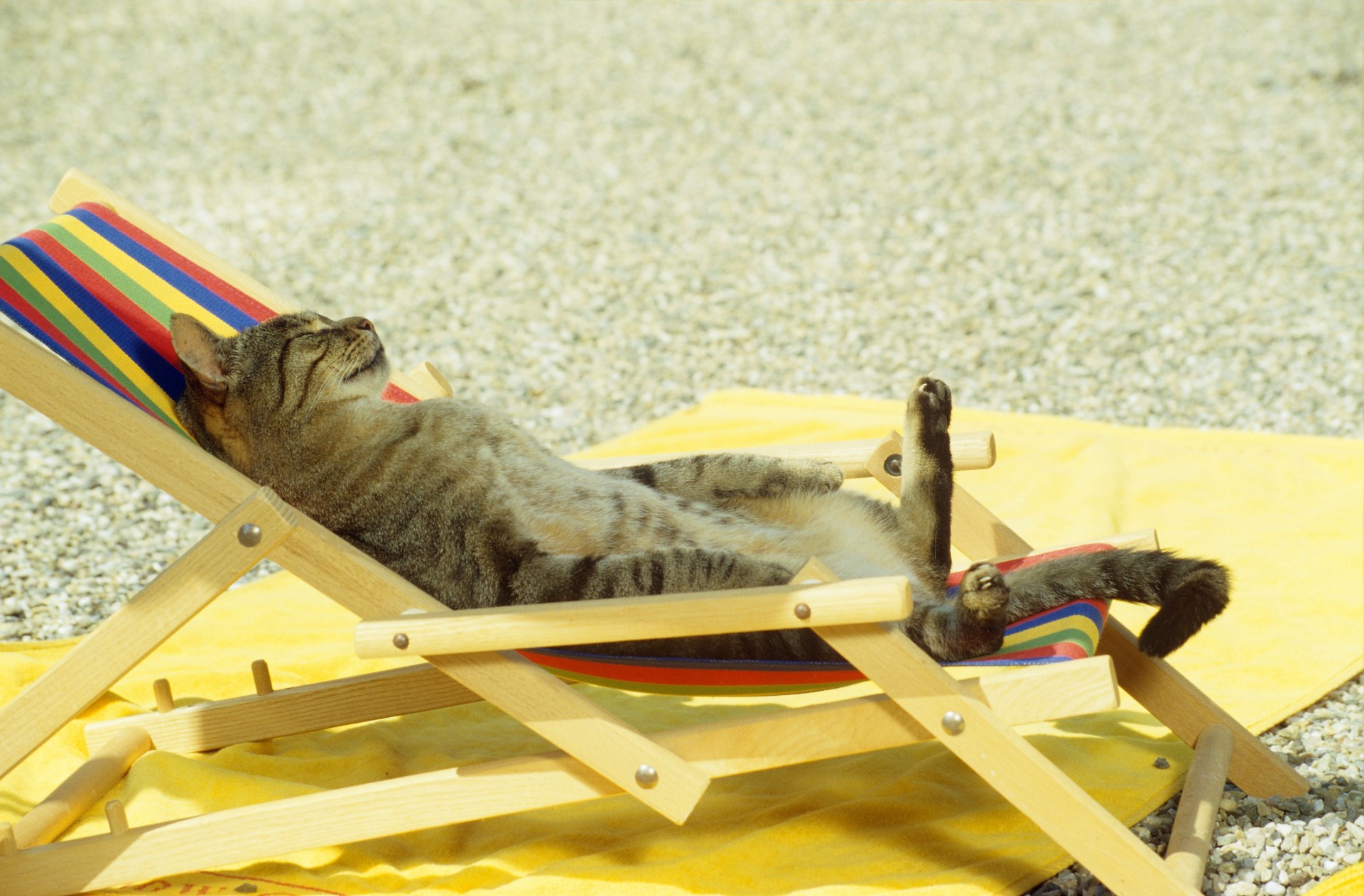 plage drôlement hall chat