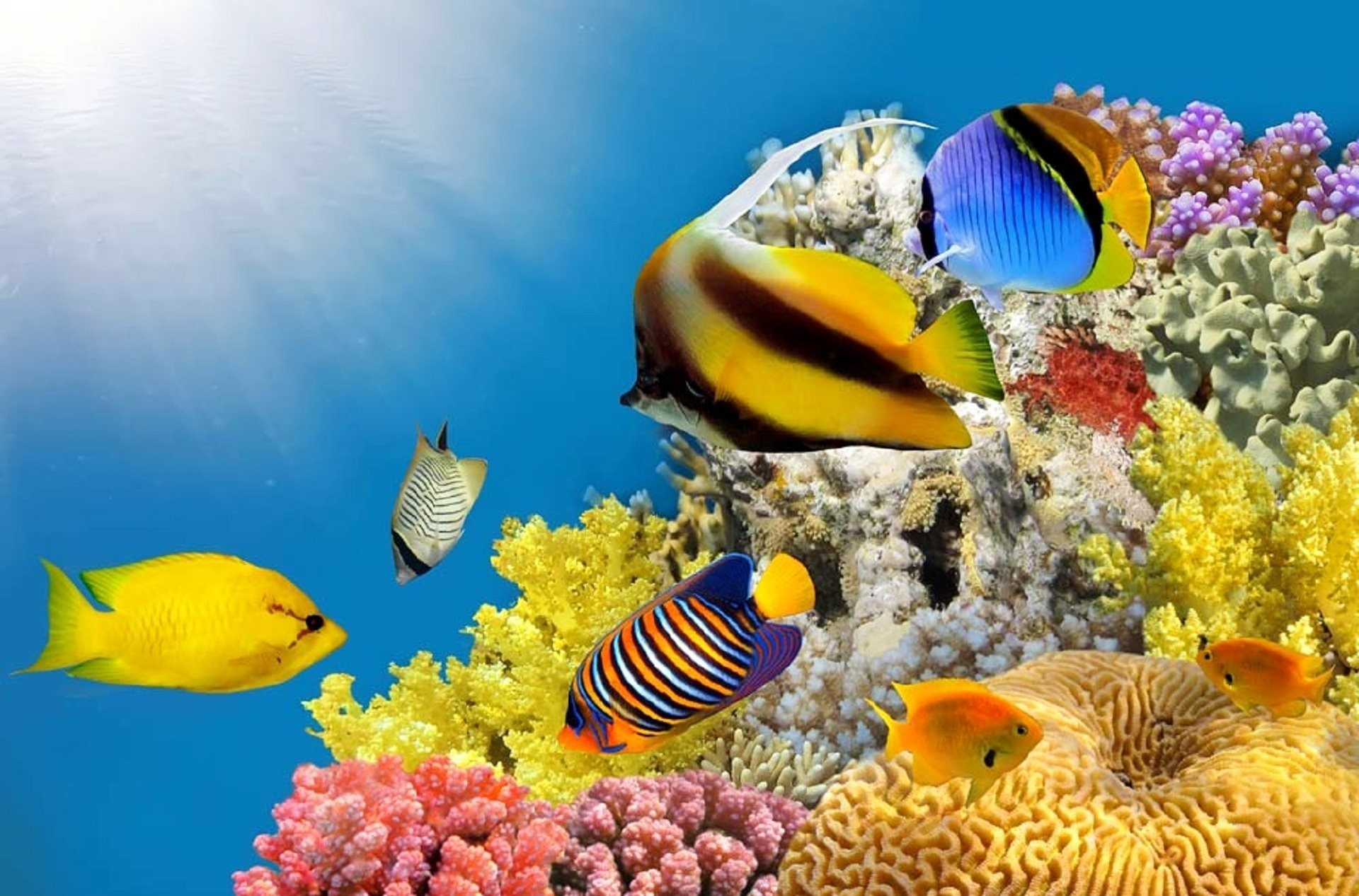 fish light water sun sea coral ocean